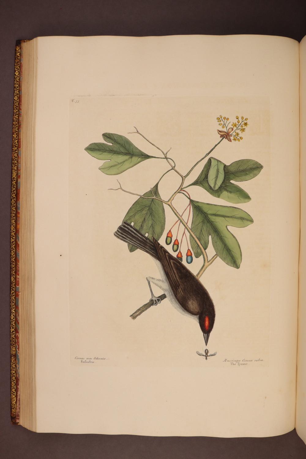 Plate 55